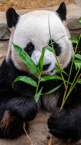 Панда Обои на телефон панда ест листья