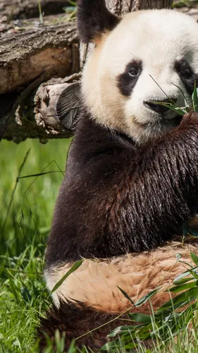 Панда Обои на телефон медведь панда в траве