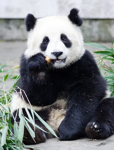 Панда Обои на телефон панда ест бамбук