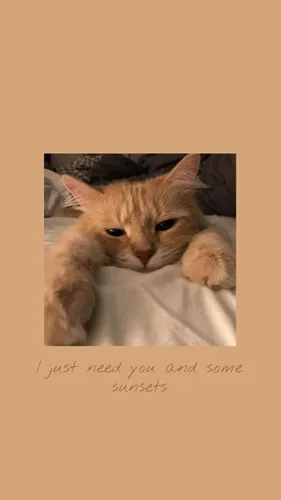 С Котами Обои на телефон кошка, лежащая на одеяле