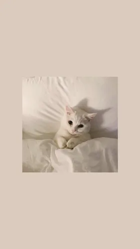 С Котами Обои на телефон кошка, лежащая на кровати