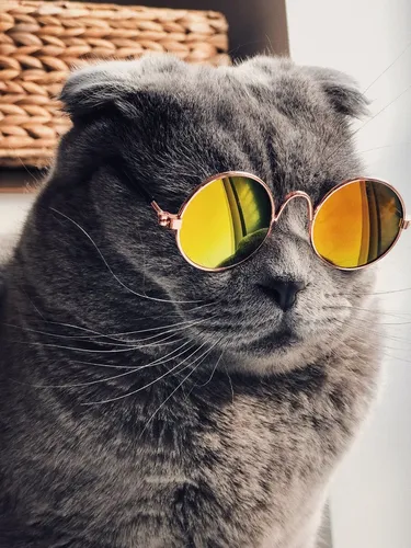 С Котами Обои на телефон кошка в солнцезащитных очках