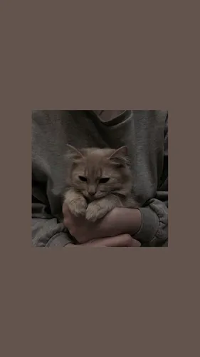 С Котами Обои на телефон кошка на коленях у человека