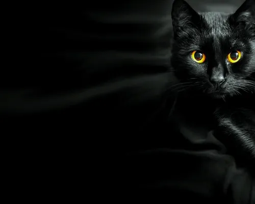 С Котами Обои на телефон черная кошка с желтыми глазами