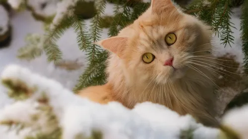 С Котами Обои на телефон кот на снегу