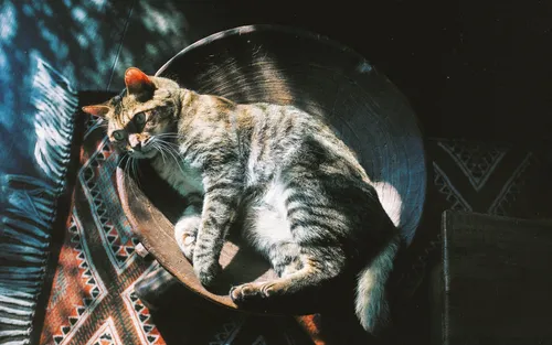 С Котами Обои на телефон кошка, лежащая на стуле