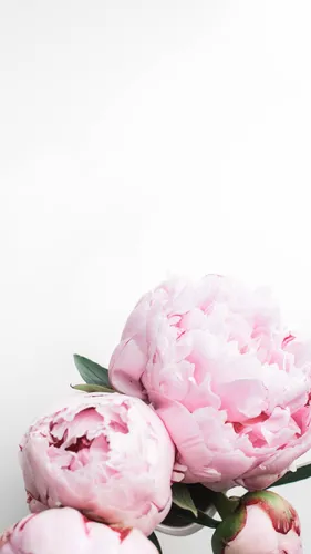Цветы Пионы Обои на телефон крупный план некоторых цветов