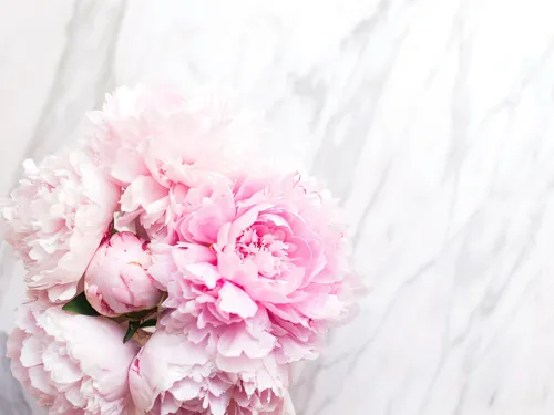 Цветы Пионы Обои на телефон крупный план розовых цветов