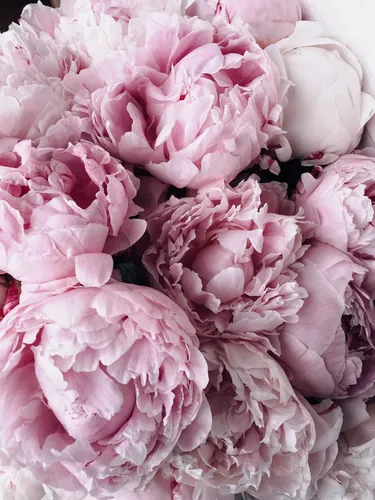 Цветы Пионы Обои на телефон куча розовых цветов