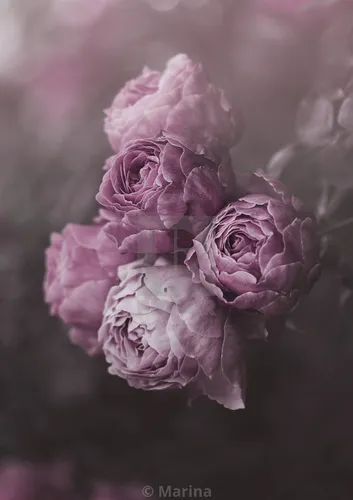 Цветы Пионы Обои на телефон крупный план цветка