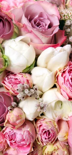 Цветы Пионы Обои на телефон группа розовых и белых цветов