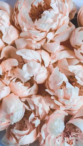 Цветы Пионы Обои на телефон куча розовых листьев