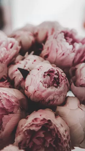 Цветы Пионы Обои на телефон группа розовых цветов