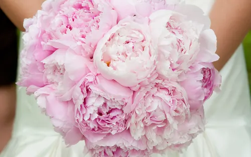 Цветы Пионы Обои на телефон человек, держащий букет розовых цветов