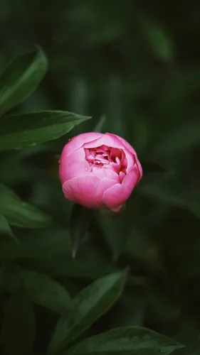Цветы Пионы Обои на телефон розовый цветок с зелеными листьями