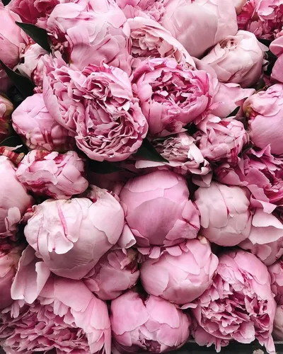 Цветы Пионы Обои на телефон фото на Samsung