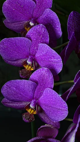 Орхидея Обои на телефон пчела на фиолетовом цветке
