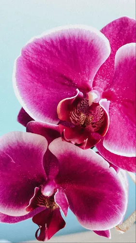 Орхидея Обои на телефон изображение