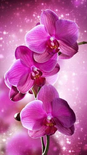 Орхидея Обои на телефон HD