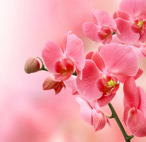 Орхидея Обои на телефон крупный план розовых цветов