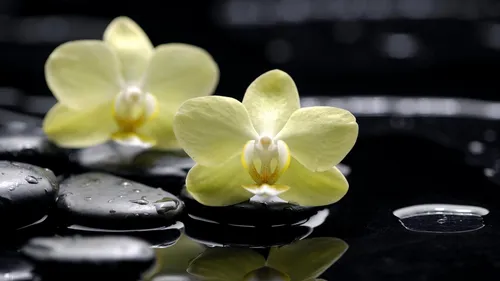 Орхидея Обои на телефон пара желтых цветов на стопке монет