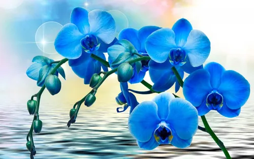 Орхидея Обои на телефон группа синих цветов