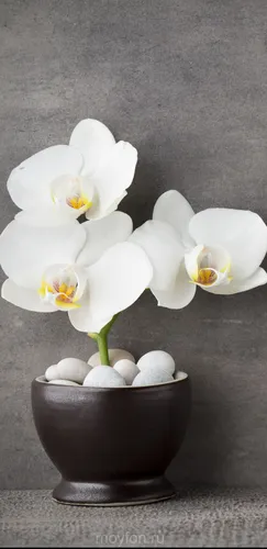 Орхидея Обои на телефон горшок с белыми цветами