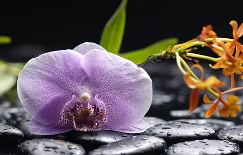 Орхидея Обои на телефон фиолетовый цветок с желтыми и красными лепестками