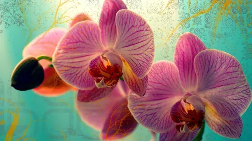 Орхидея Обои на телефон арт