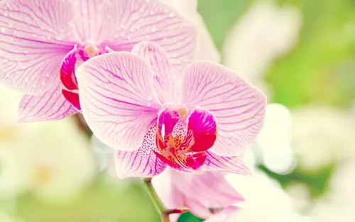Орхидея Обои на телефон рисунок