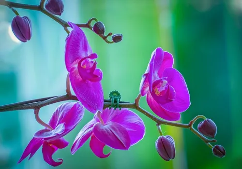 Орхидея Обои на телефон фон