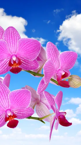 Орхидея Обои на телефон фон