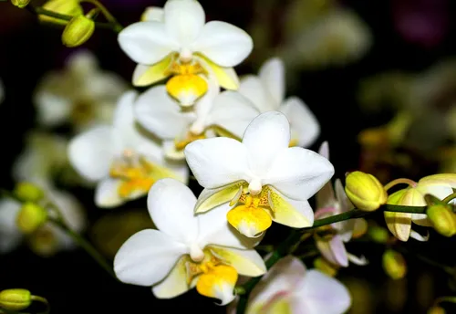 Орхидея Обои на телефон белые цветы крупным планом