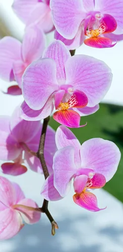 Орхидея Обои на телефон картинка
