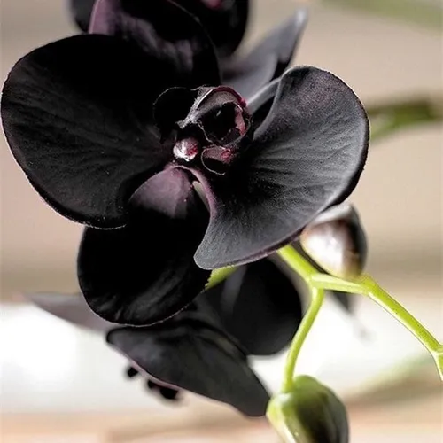 Орхидея Обои на телефон крупный план черного цветка