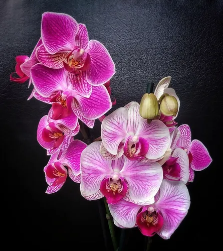 Орхидея Обои на телефон группа цветов