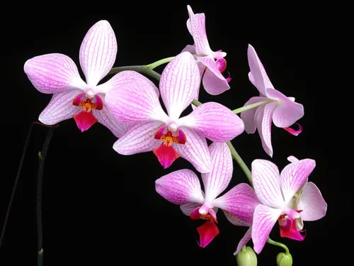 Орхидея Обои на телефон заставка