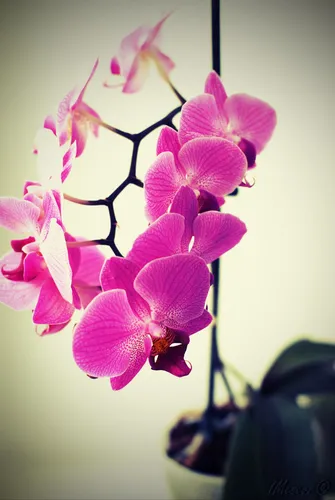 Орхидея Обои на телефон крупный план цветка