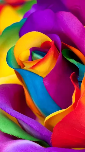Разноцветные Обои на телефон крупный план красочного цветка
