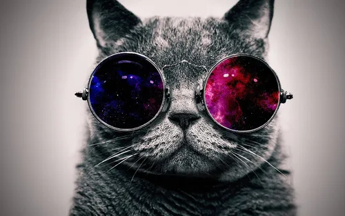 Разноцветные Обои на телефон кошка в солнцезащитных очках