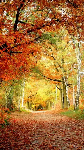 Осень Обои на телефон тропинка с деревьями по обе стороны