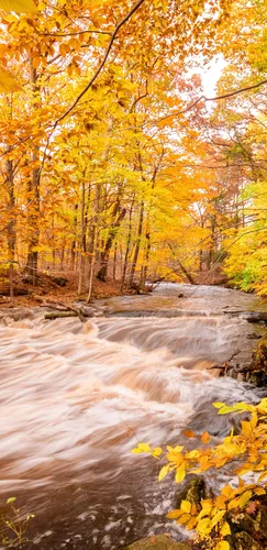 Осень Обои на телефон река с желтыми листьями