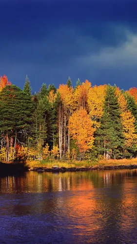 Осень Обои на телефон группа деревьев рядом с водоемом