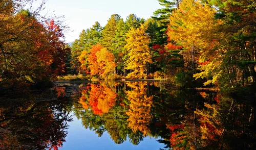 Осень Обои на телефон водоем, окруженный деревьями