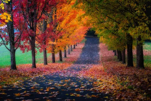 Осень Обои на телефон дорога, усеянная деревьями с разноцветными листьями