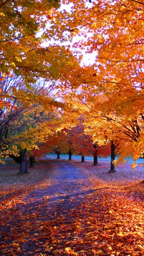 Осень Обои на телефон тропинка с деревьями с апельсиновыми листьями