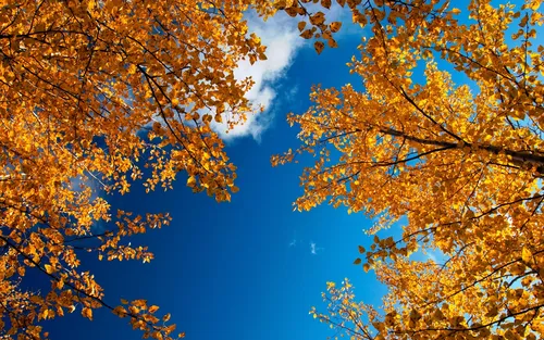 Осень Обои на телефон группа деревьев с апельсиновыми листьями