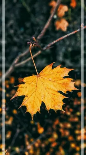 Осень Обои на телефон желтый лист на дереве