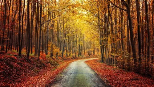Осень Обои на телефон дорога в лесу