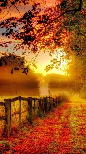 Осень Обои на телефон забор и деревья с листьями